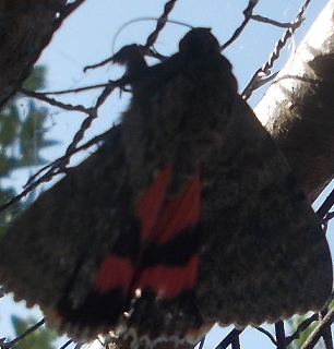 Catocala, quale ? forse C. elocata ?